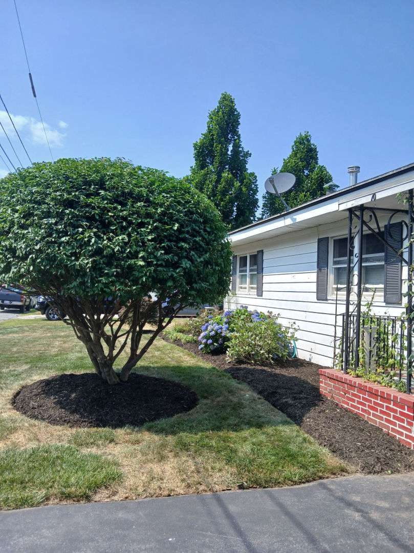 Tims Tree and Landscapingr